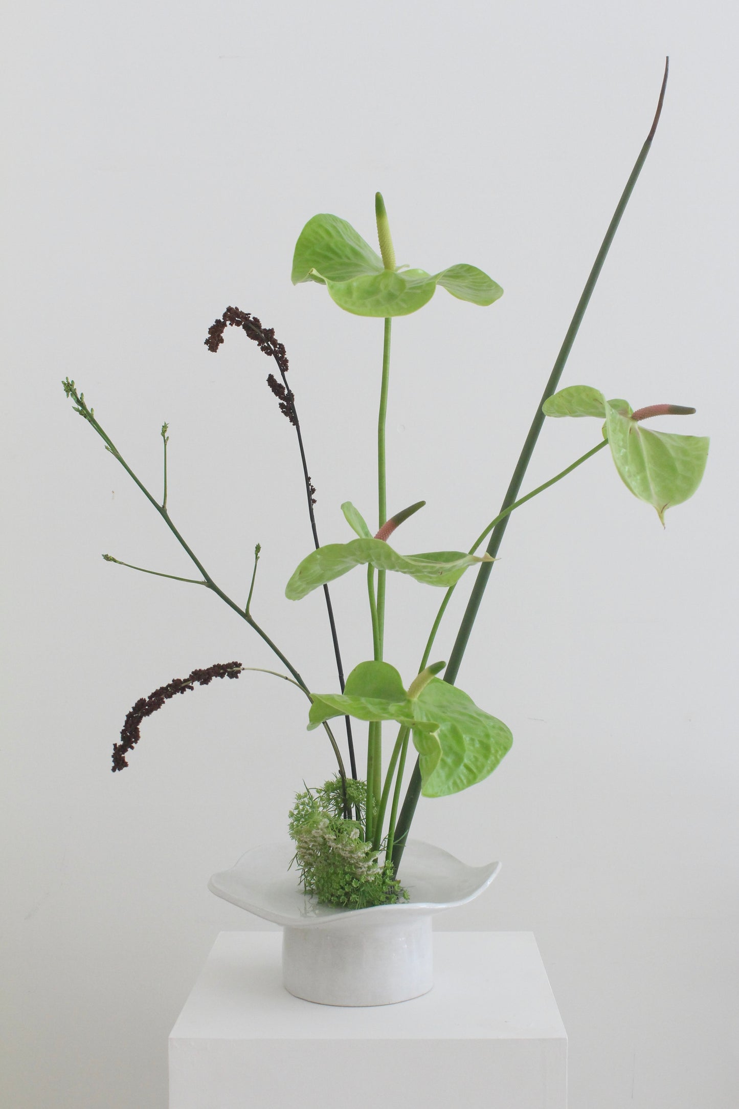 Nasturtium Plate - Phantom White